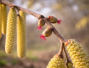 Stressfrei durch die Birken- und Gräserpollenzeit – wie Ernährung bei Pollenallergie helfen kann