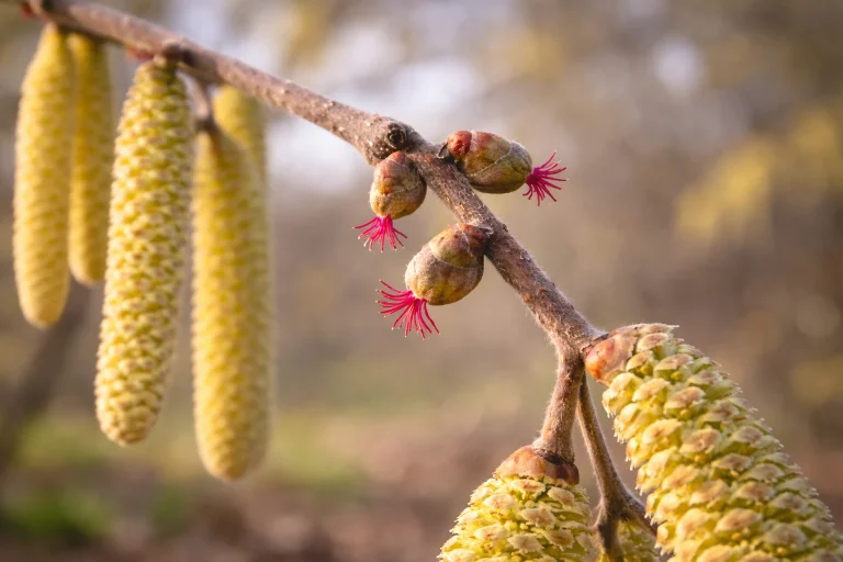 Haselblüte mit gelben Kätzchen und roten weiblichen Blüten – typische Frühblüher und häufige Auslöser von Pollenallergie